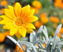 Fleur de gazania semi vivace